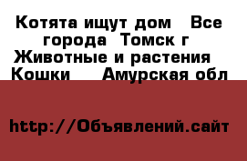 Котята ищут дом - Все города, Томск г. Животные и растения » Кошки   . Амурская обл.